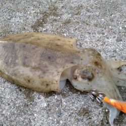 半年ぶりの淡路島